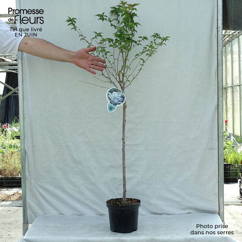 Prunus nipponica var. kurilensis Brillant - Kuril Cherry 2L/3L pot sample as delivered in summer
