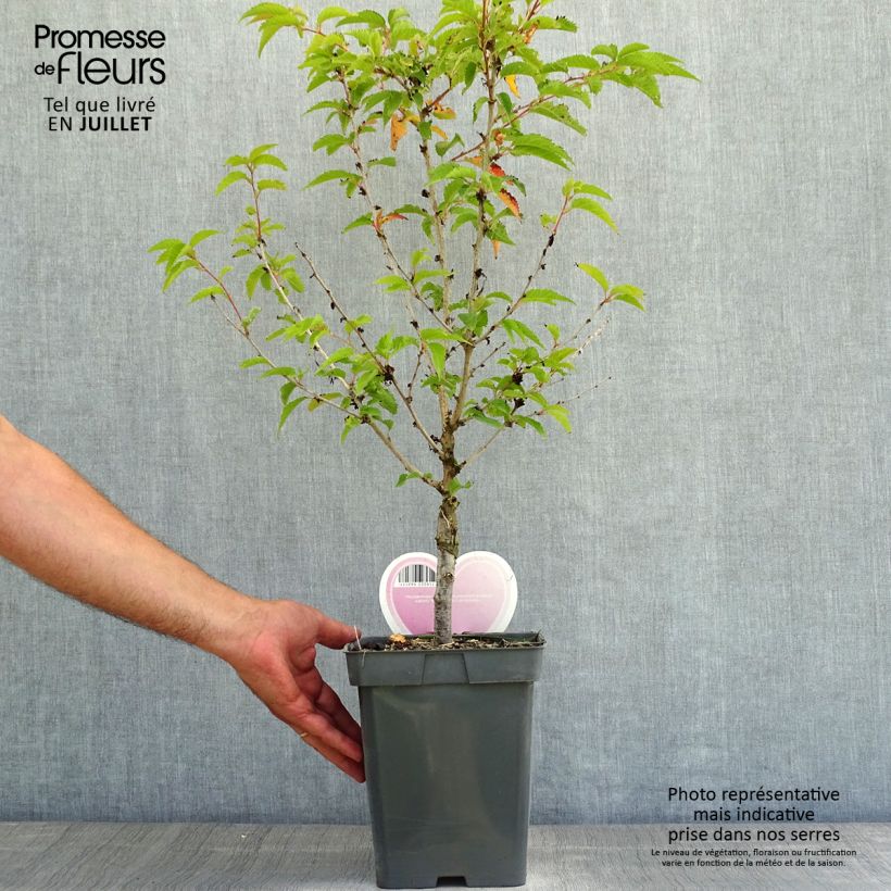 Prunus nipponica var. kurilensis Brillant - Kuril Cherry 4L/5L pot sample as delivered in summer
