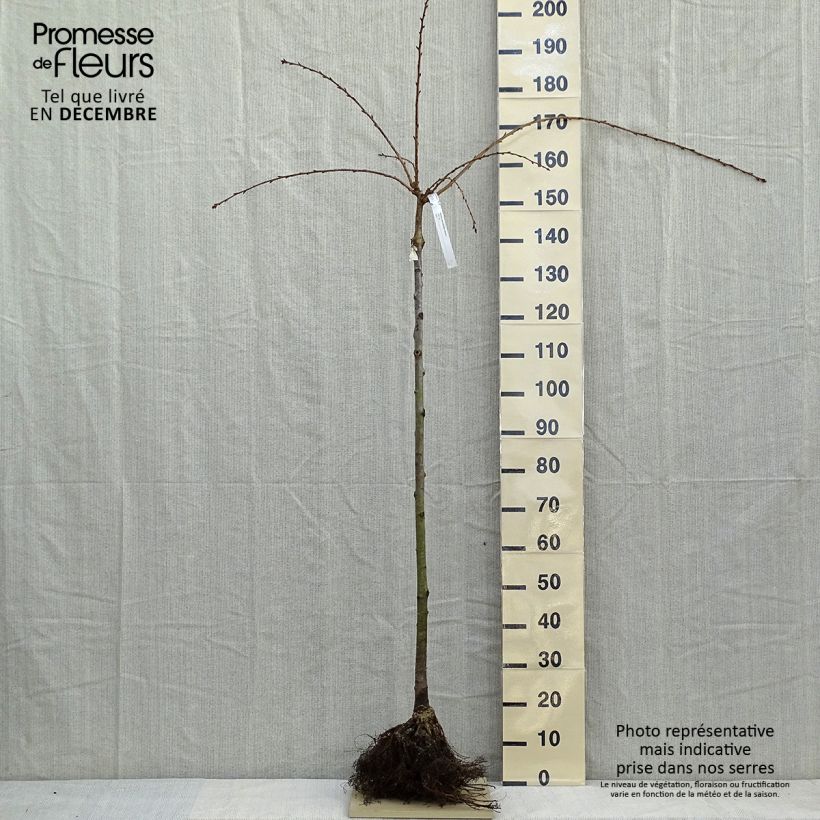 Prunus serrulata Kiku-Shidare-Zakura - Japanese Cherry Bare root sample as delivered in winter