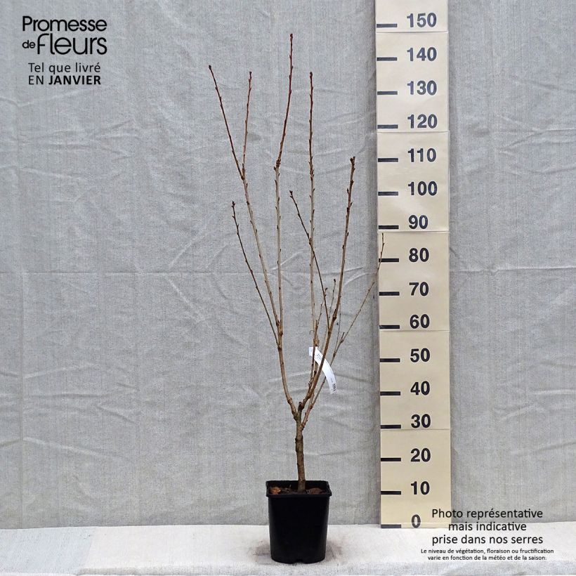 Prunus serrulata Pink Perfection - Japanese Cherry sample as delivered in winter