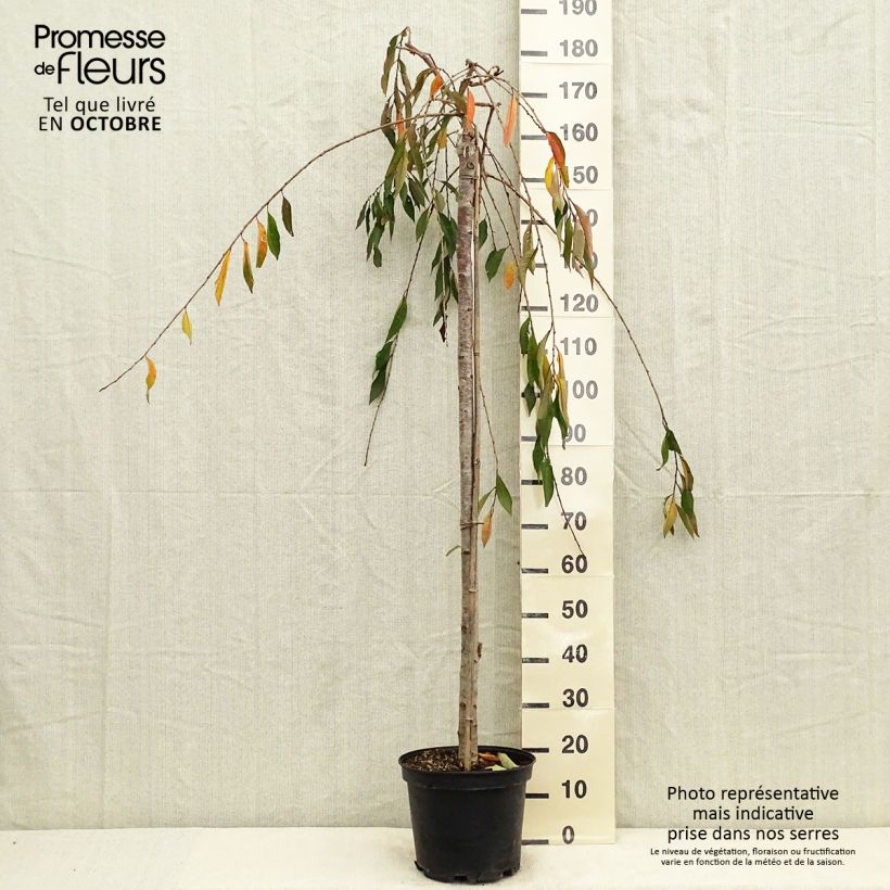 Prunus subhirtella Pendula Rubra - Wheeping  Cherry 7.5L/10L pot sample as delivered in autumn
