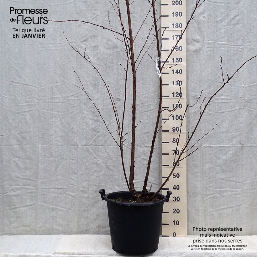Prunus  yedoensis - Yoshino Cherry 50L/55L pot sample as delivered in winter