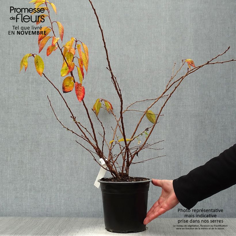 Prunus Autumnalis Rosea - Cherry 4L/5L pot sample as delivered in autumn