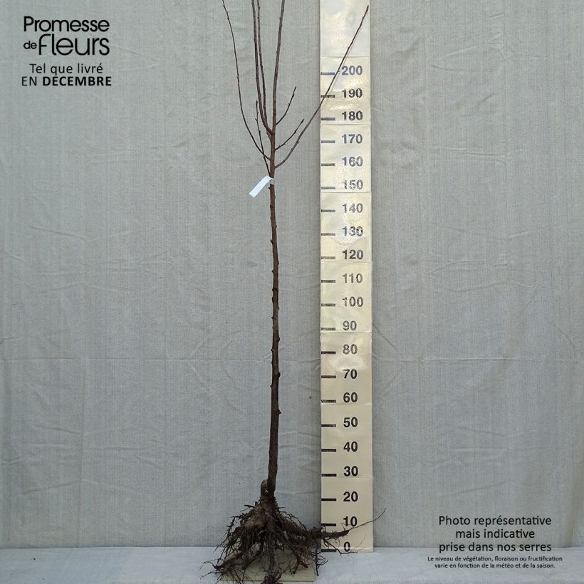 Prunus sargentii - Sargent's Cherry sample as delivered in winter