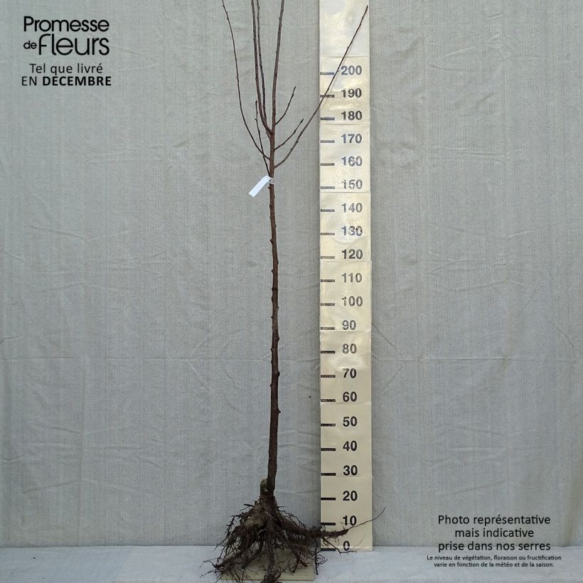 Prunus sargentii - Sargent's Cherry Bare root sample as delivered in winter