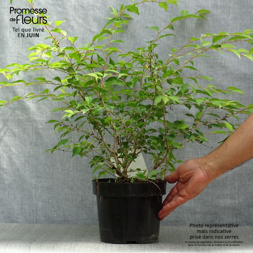 Prunus incisa Mikinori - Cherry 3L/4L pot sample as delivered in summer