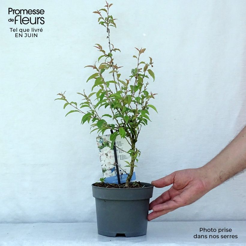 Prunus incisa Oshidori - Cherry 2L/3L pot sample as delivered in summer