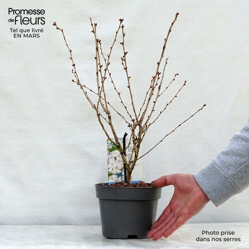 Prunus incisa Oshidori - Cherry sample as delivered in spring