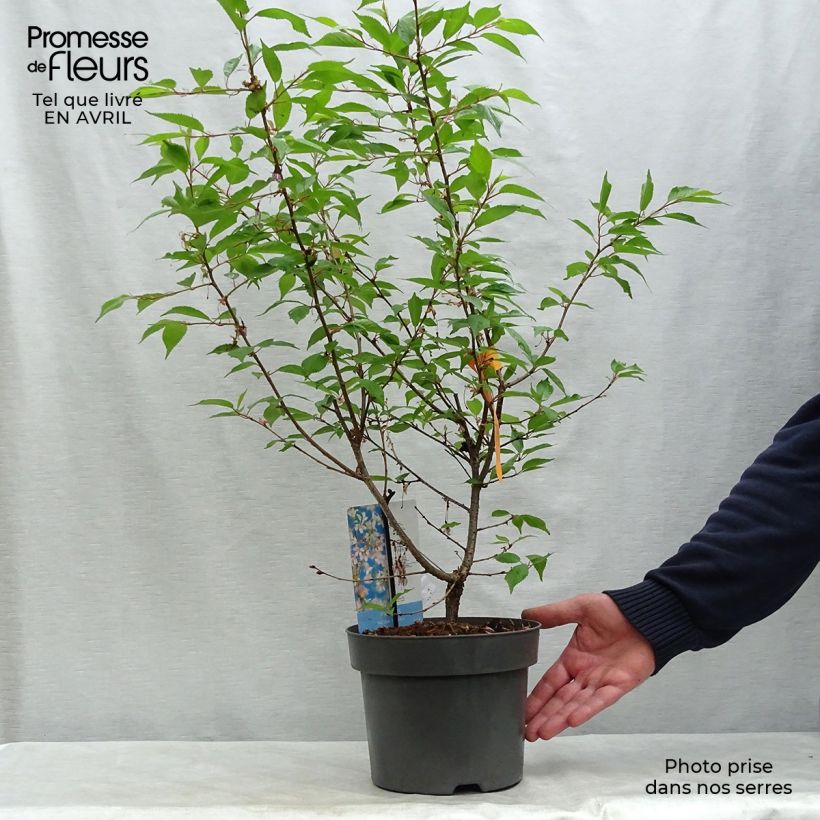 Prunus incisa Paean - Cherry sample as delivered in spring
