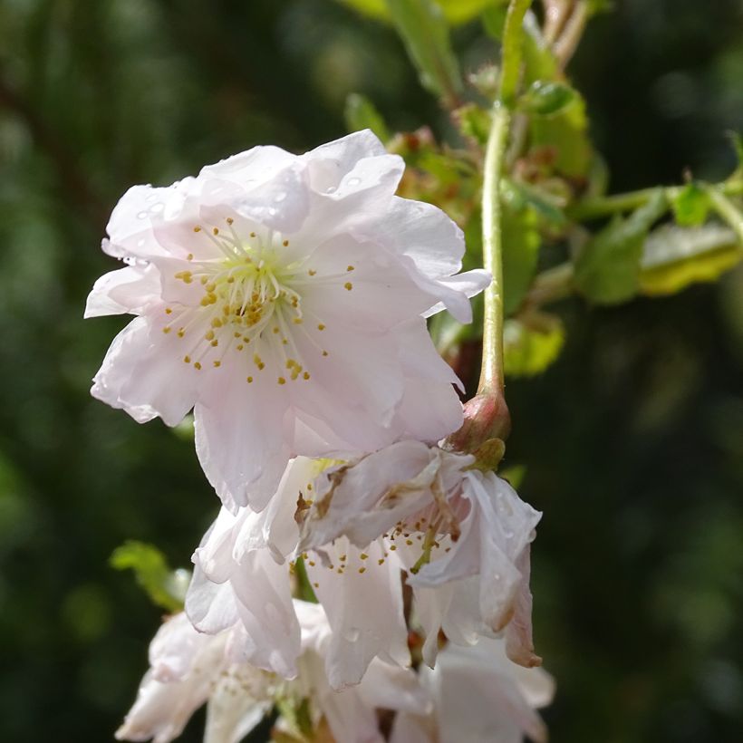 Prunus incisa Oshidori - Cherry (Flowering)