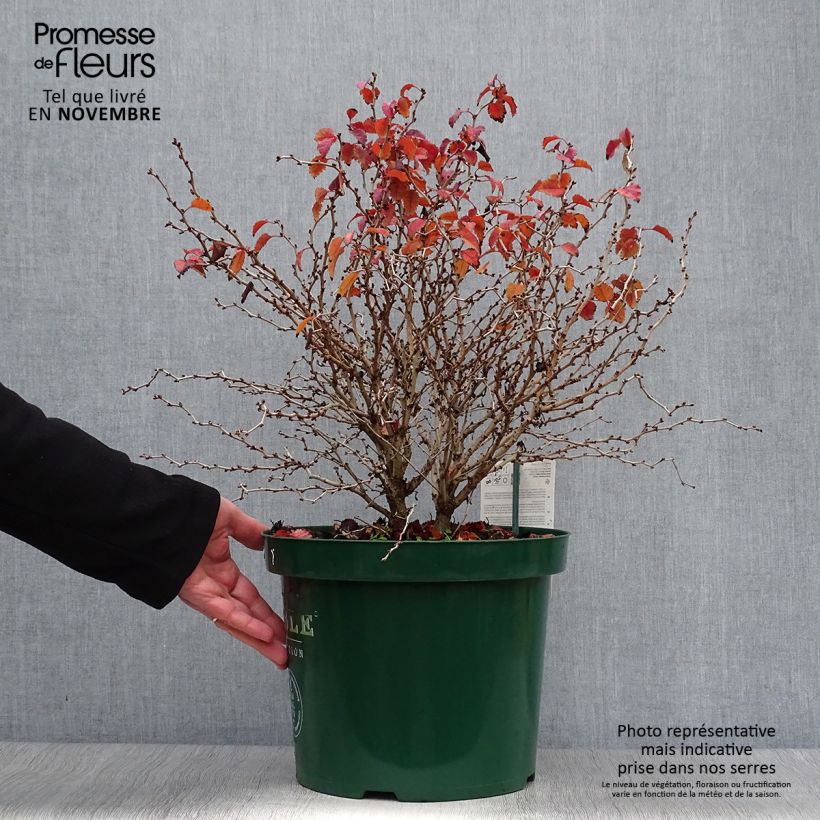 Prunus incisa Kojo-No-Mai - Cherry 7.5L/10L pot sample as delivered in autumn