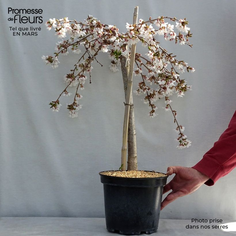 Prunus Snow Fountains - Cherry sample as delivered in spring