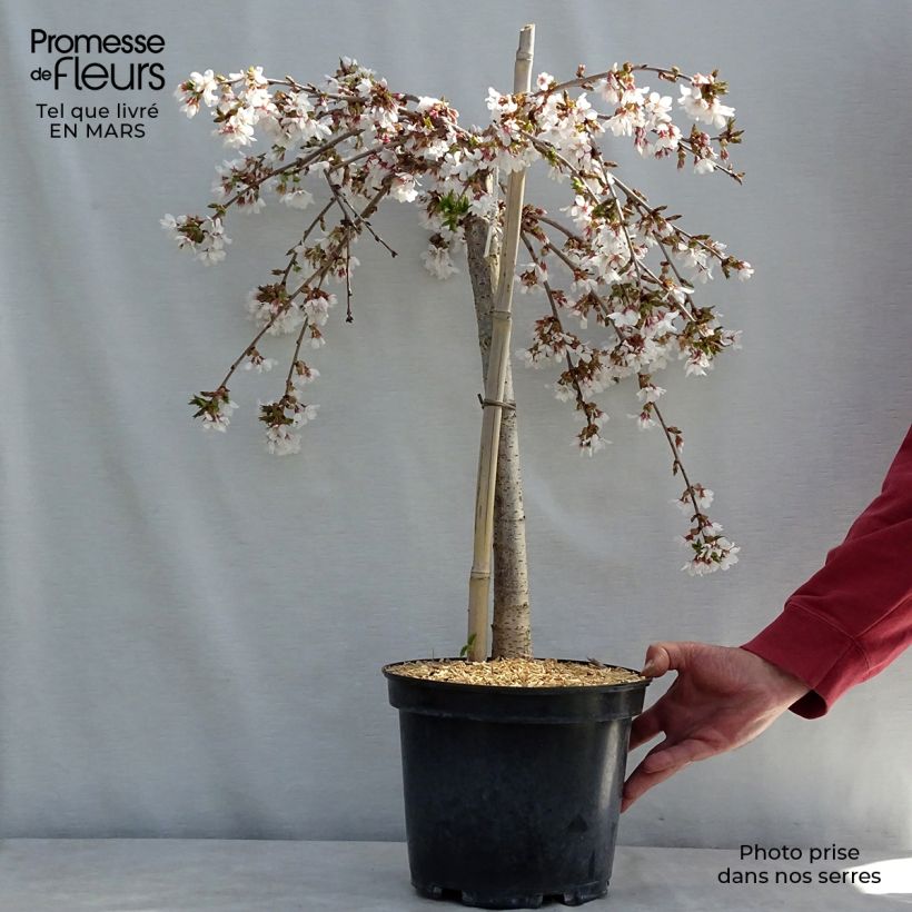Prunus Snow Fountains - Cherry 6L/7L pot sample as delivered in spring