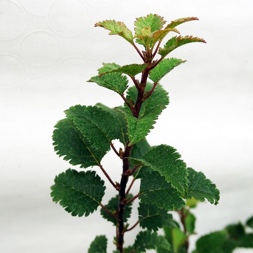 Prunus incisa Kojo-No-Mai - Cherry (Foliage)