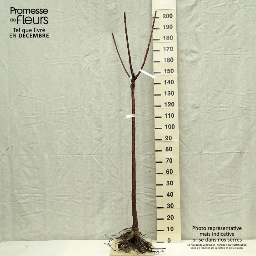 Prunus avium Bigarreau Bigalise - Cherry Tree Bare root, Half standard sample as delivered in winter