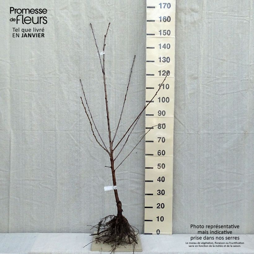 Prunus avium Bigarreau Bigalise - Cherry Tree Bare root, Goblet sample as delivered in winter