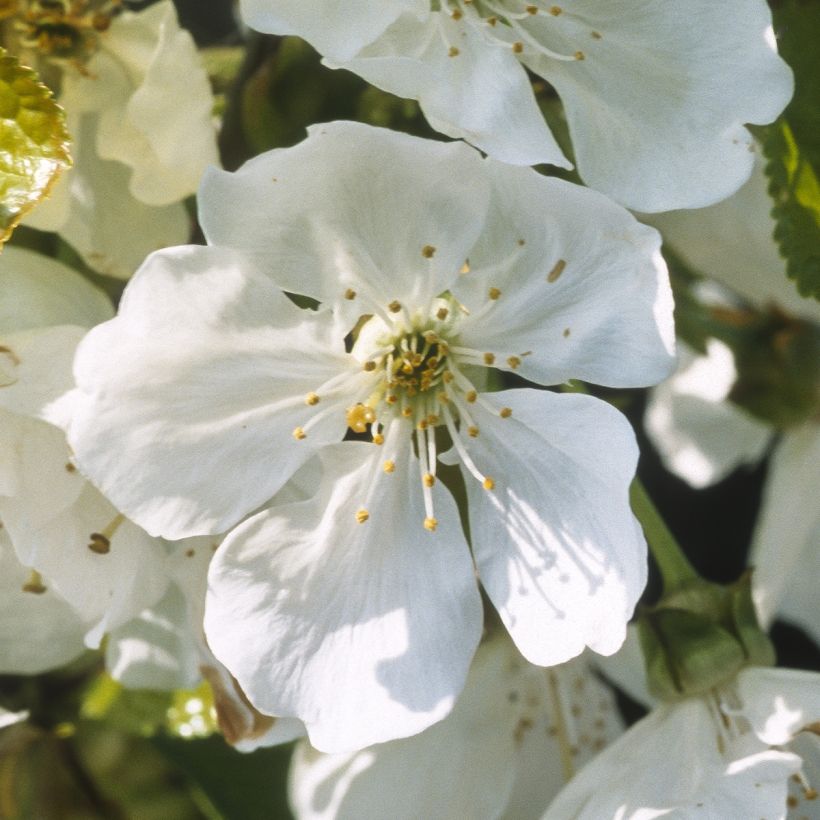 Prunus cerasus Marmotte - Organic Tart Cherry (Flowering)