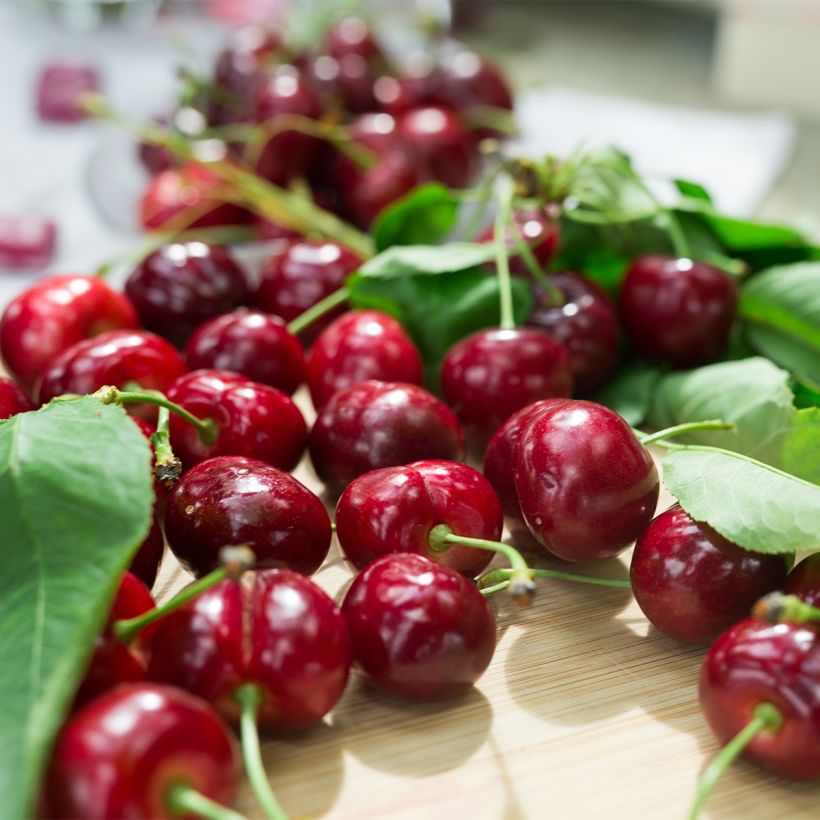 Prunus cerasus Marmotte - Organic Tart Cherry (Harvest)