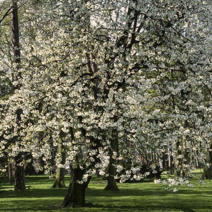 Prunus cerasus Marmotte - Organic Tart Cherry (Plant habit)