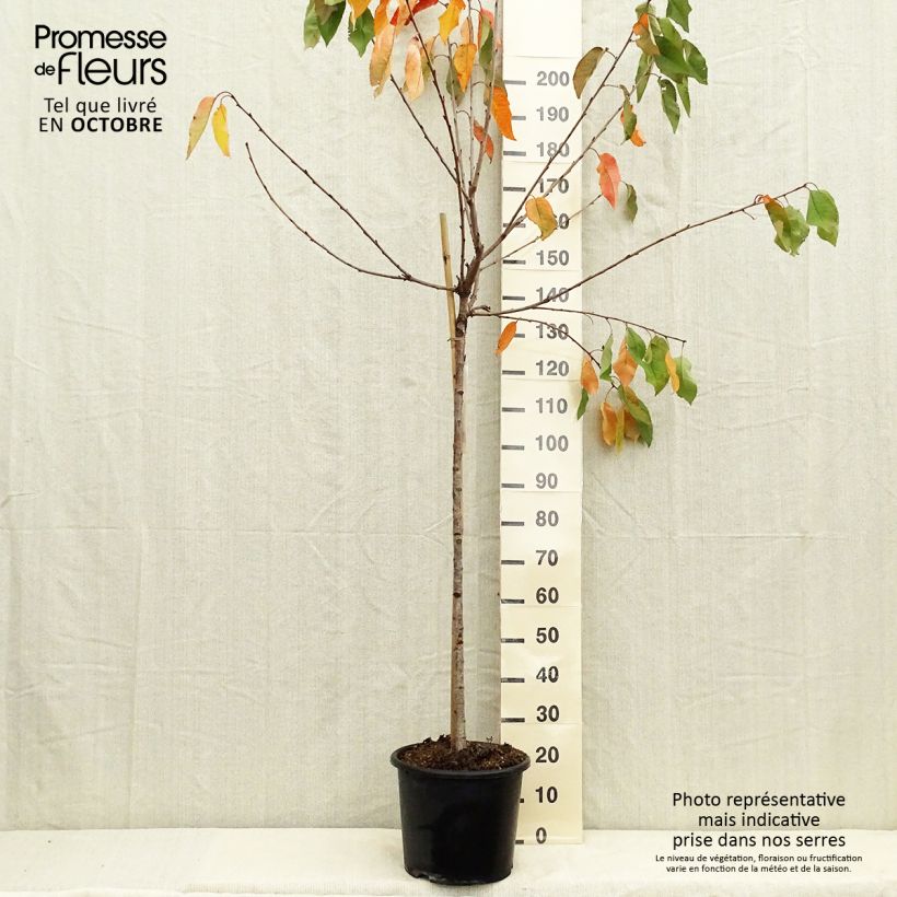 Prunus cerasus Bigarreau Coeur de Pigeon - Tart Cherry Tree 7.5L/10L pot, Half standard sample as delivered in autumn
