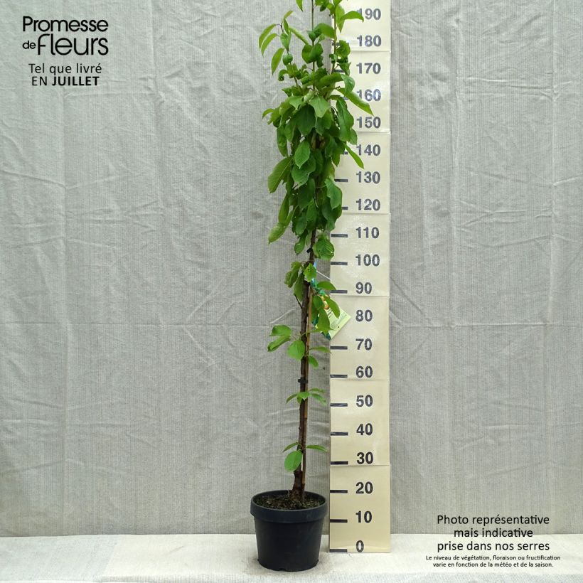 Prunus cerasus Hong kong - Tart Cherry Tree 6L/7L pot, Columnar sample as delivered in summer