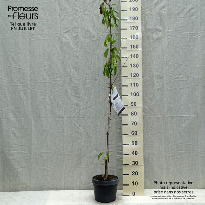 Prunus cerasus Shangai - Tart Cherry 6L/7L pot, Columnar sample as delivered in summer