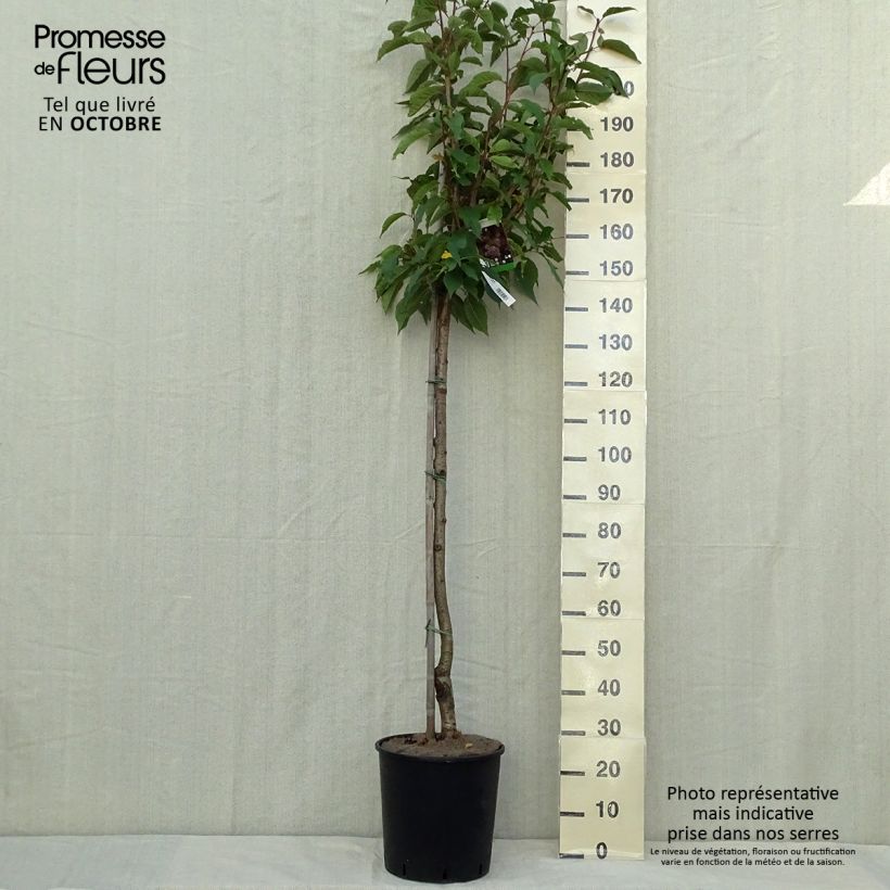 Prunus serrulata Kanzan - Japanese Cherry 7.5L/10L pot sample as delivered in autumn