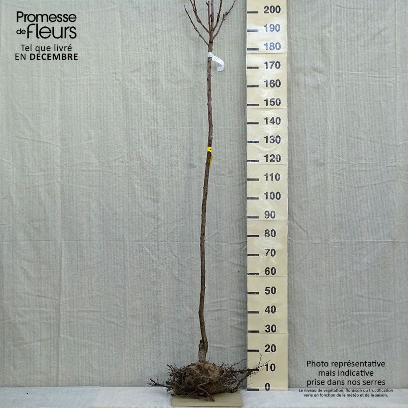 Prunus serrulata Kanzan - Japanese Cherry Bare root sample as delivered in winter