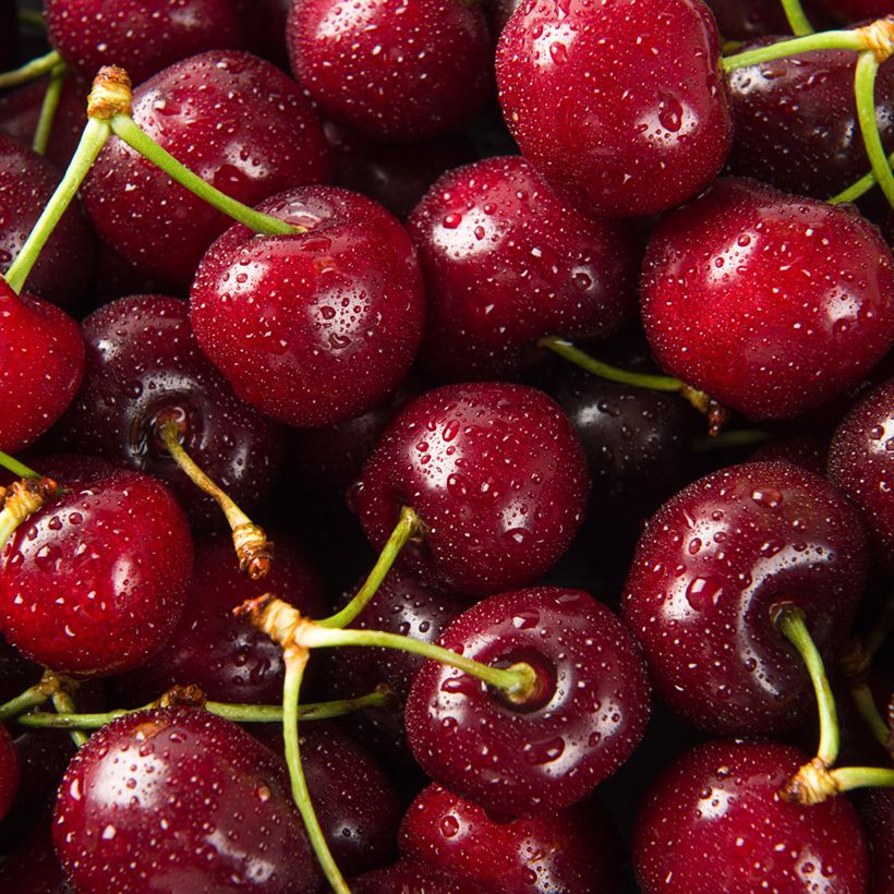 Prunus cerasus Guindoux des Charentes - Tart Cherry Tree (Harvest)