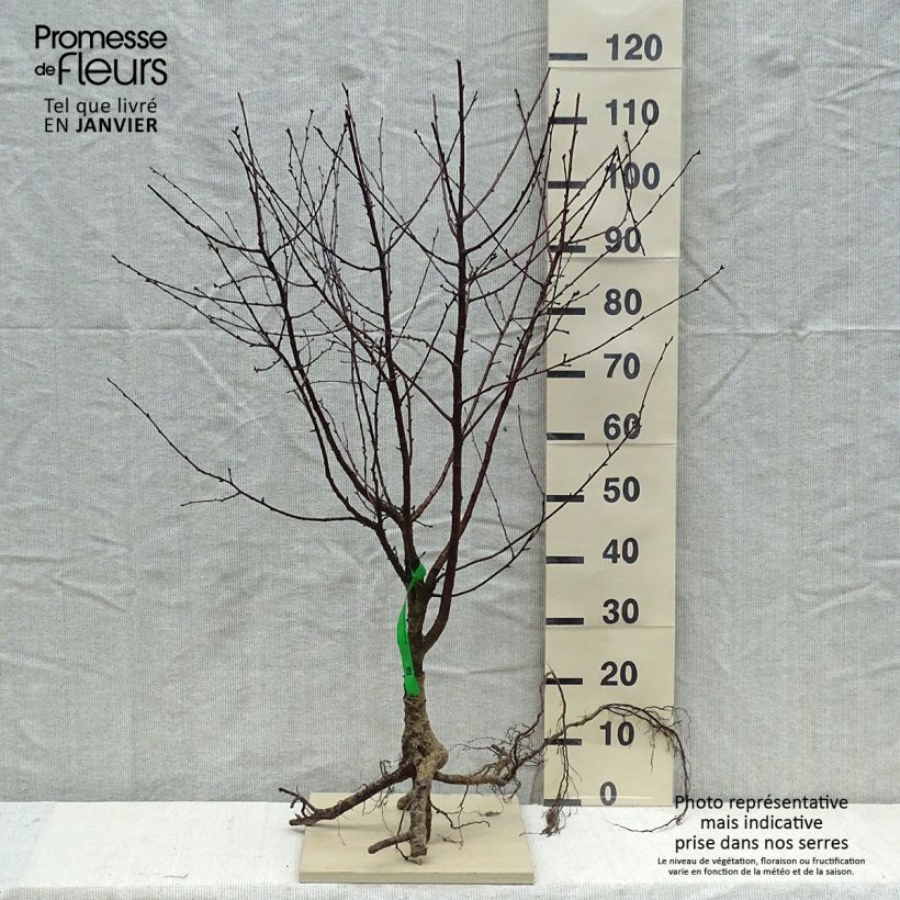 Prunus Cherry Baby - Dwarf Cherry Bare root, Scion sample as delivered in winter