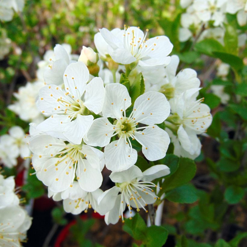 Dwarf Cherry Tree Cherry Boop (Flowering)