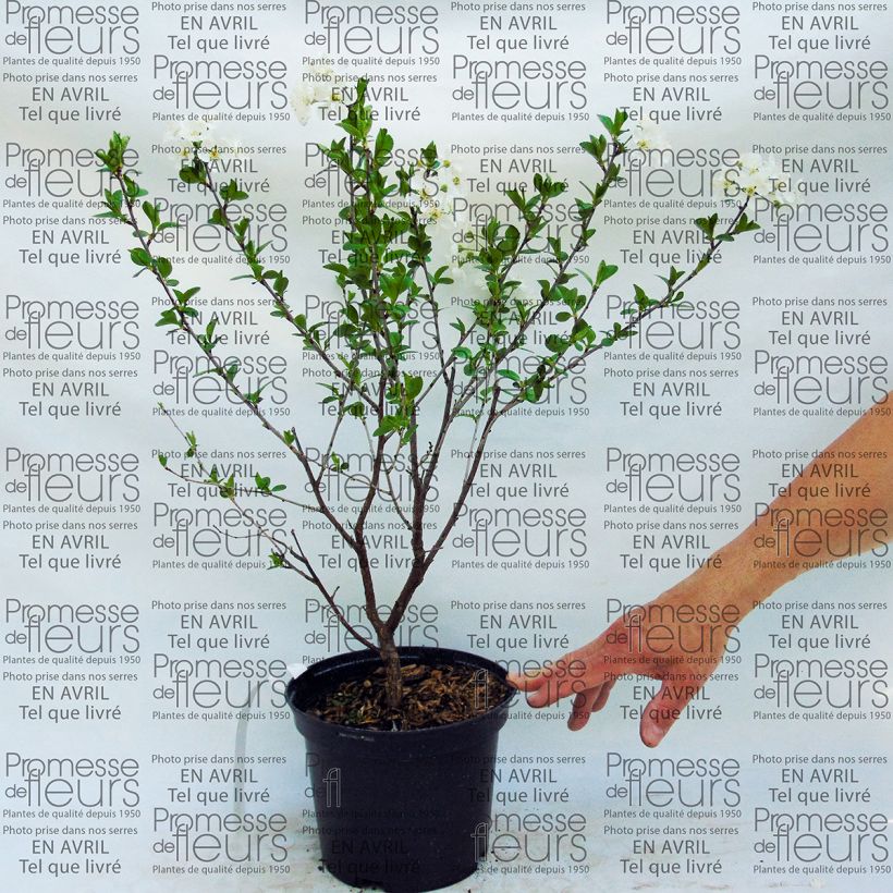Example of Dwarf Cherry Tree Cherry Boop 2L/3L pot, Dwarf specimen as delivered