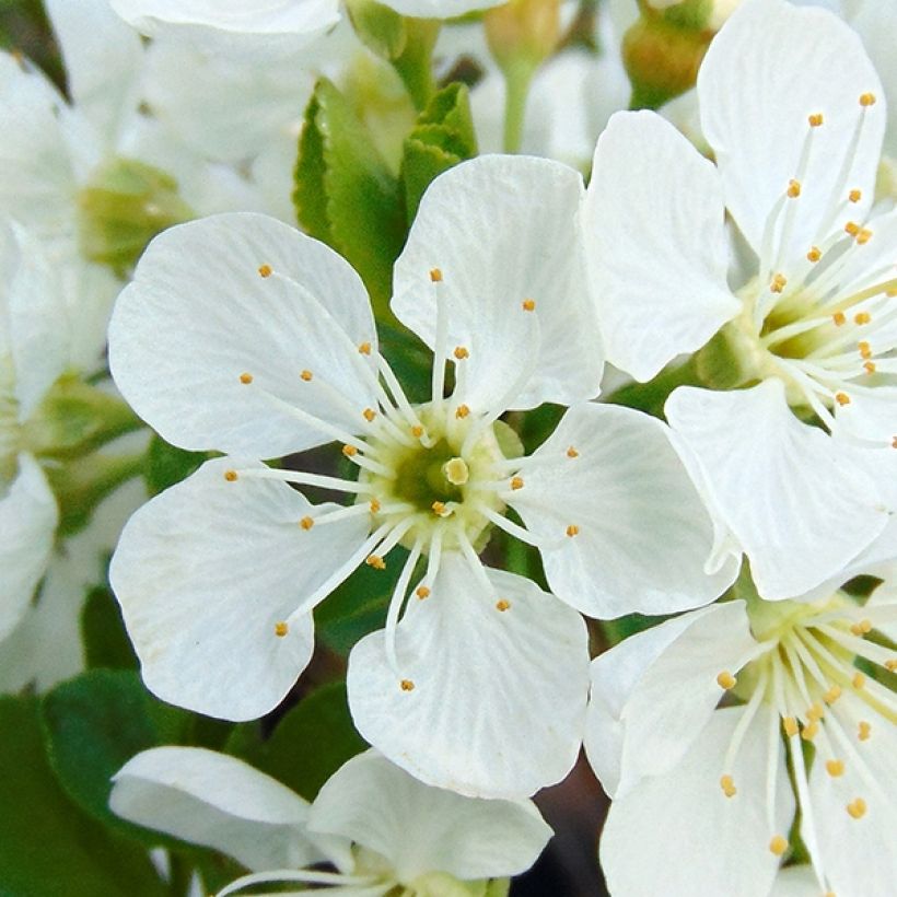 Prunus cerasus Fruit Me Cherry Me - Tart Cherry Tree (Flowering)