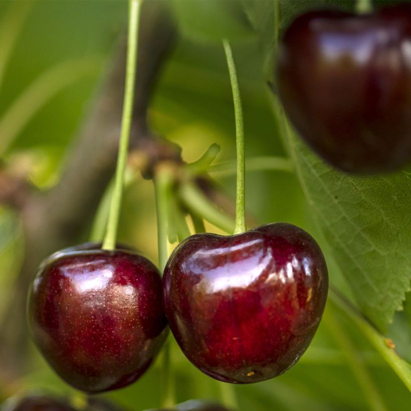 Prunus cerasus Fruit Me Cherry Me - Tart Cherry Tree (Harvest)