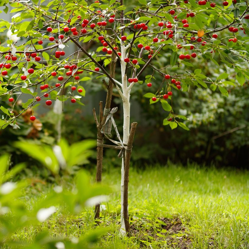 Prunus cerasus Fruit Me Cherry Me - Tart Cherry Tree (Plant habit)