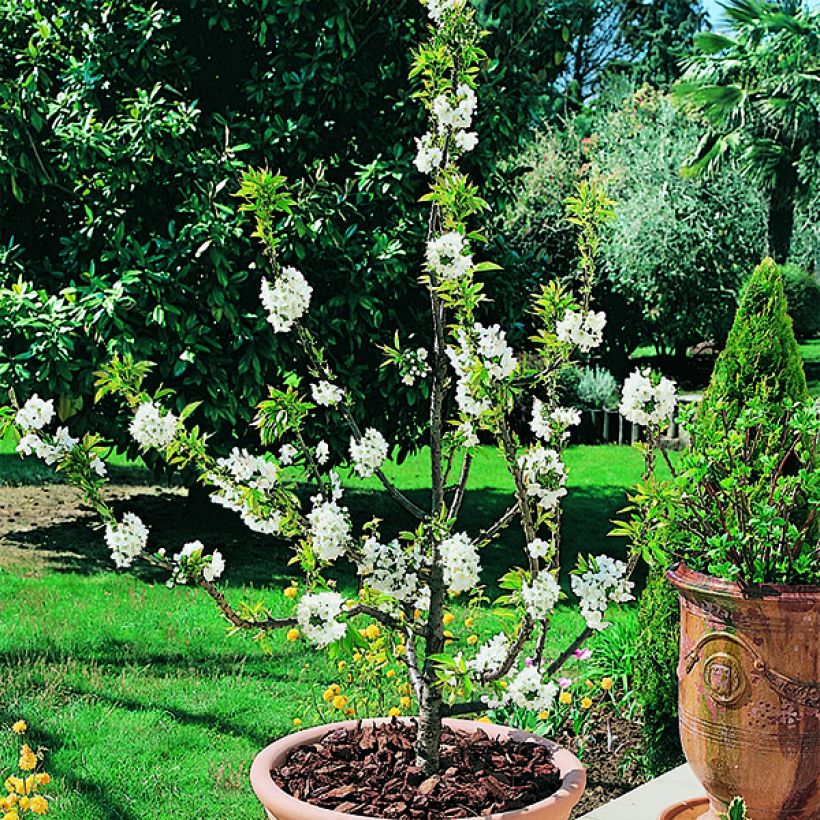 Prunus avium Garden Bing - Cherry Tree (Flowering)