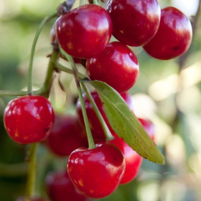 Prunus cerasus Griotella - Tart Cherry Tree (Harvest)