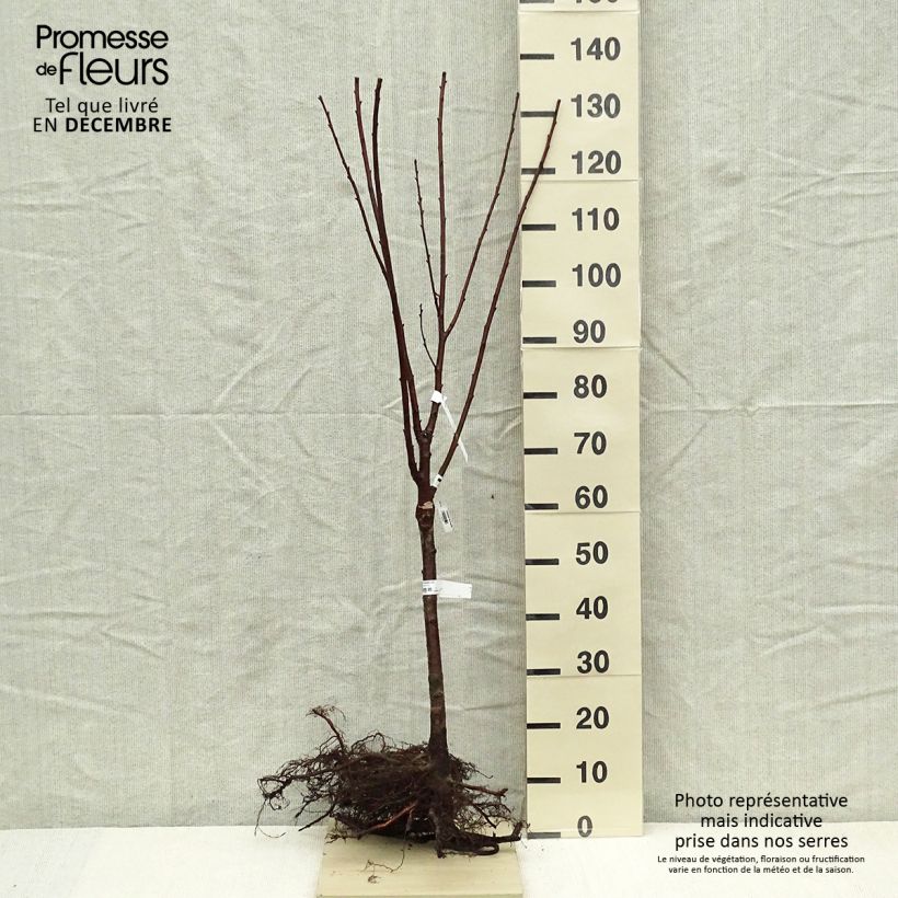 Prunus cerasus Maynard - Tart Cherry Bare root, Quarter standardShipped height around 40cm sample as delivered in winter