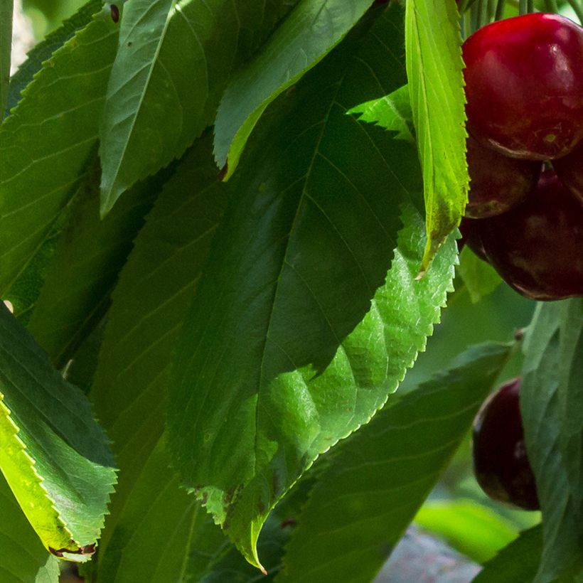 Prunus cerasus Stella - Tart Cherry (Foliage)