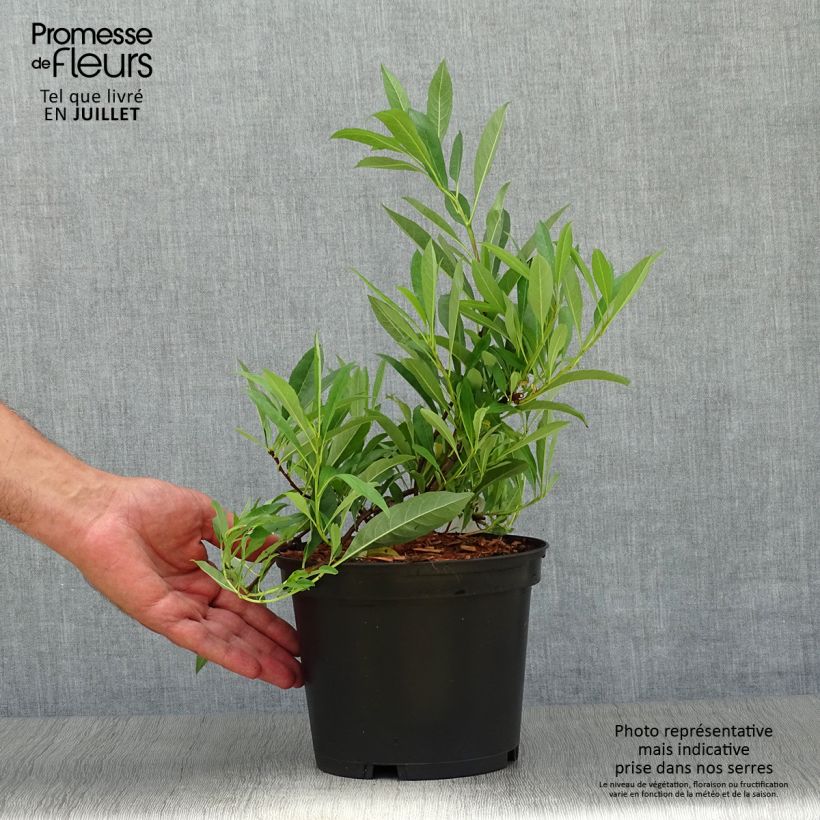 Prunus pumila Depressa 2L/3L pot sample as delivered in summer