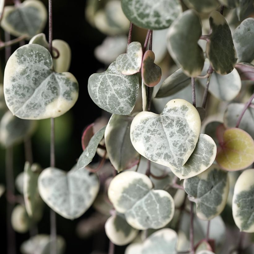 String of heart plant - Ceropegia woodii Variegata (Foliage)
