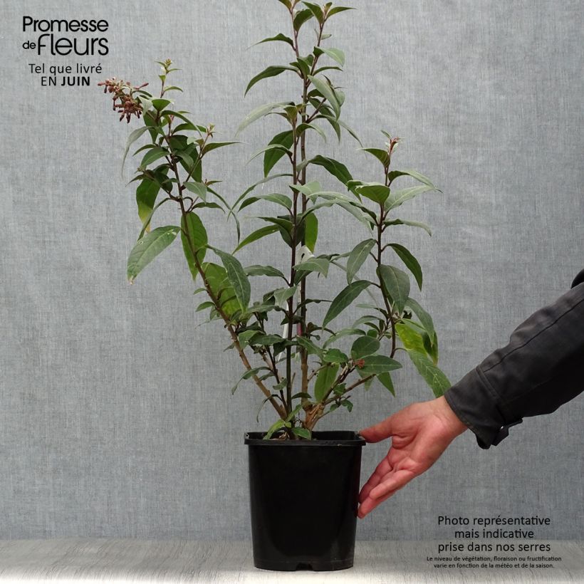 Cestrum elegans Rubrum 4L/5L pot sample as delivered in summer