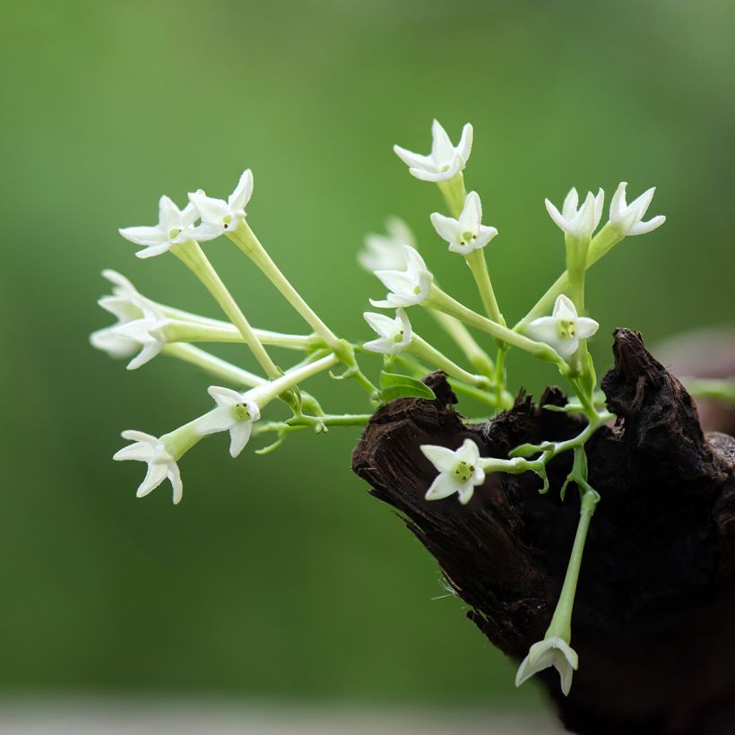 Cestrum nocturnum (Flowering)