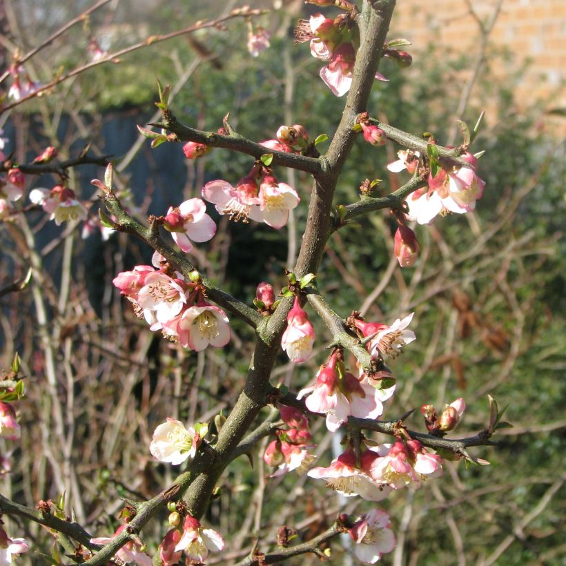 Chaenomeles cathayensis - Chinese Quince (Flowering)