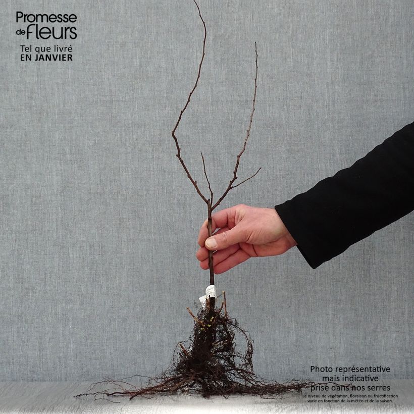 Chaenomeles japonica - Flowering Quince Bare root sample as delivered in winter