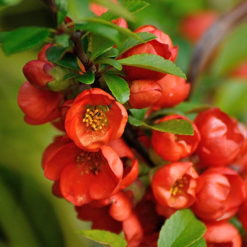Chaenomeles japonica Orange Beauty - Flowering Quince (Flowering)