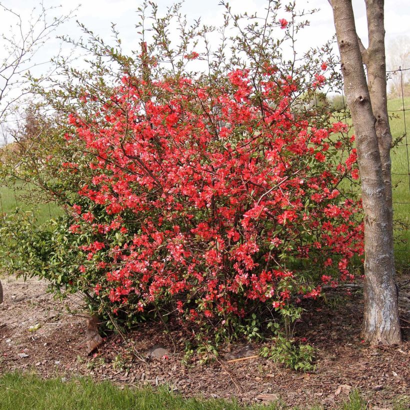 Chaenomeles japonica Sargentii - Flowering Quince (Plant habit)