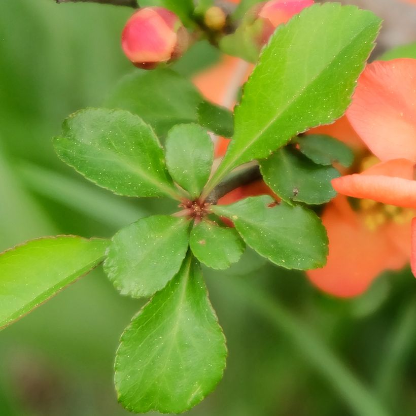 Chaenomeles japonica - Flowering Quince (Foliage)