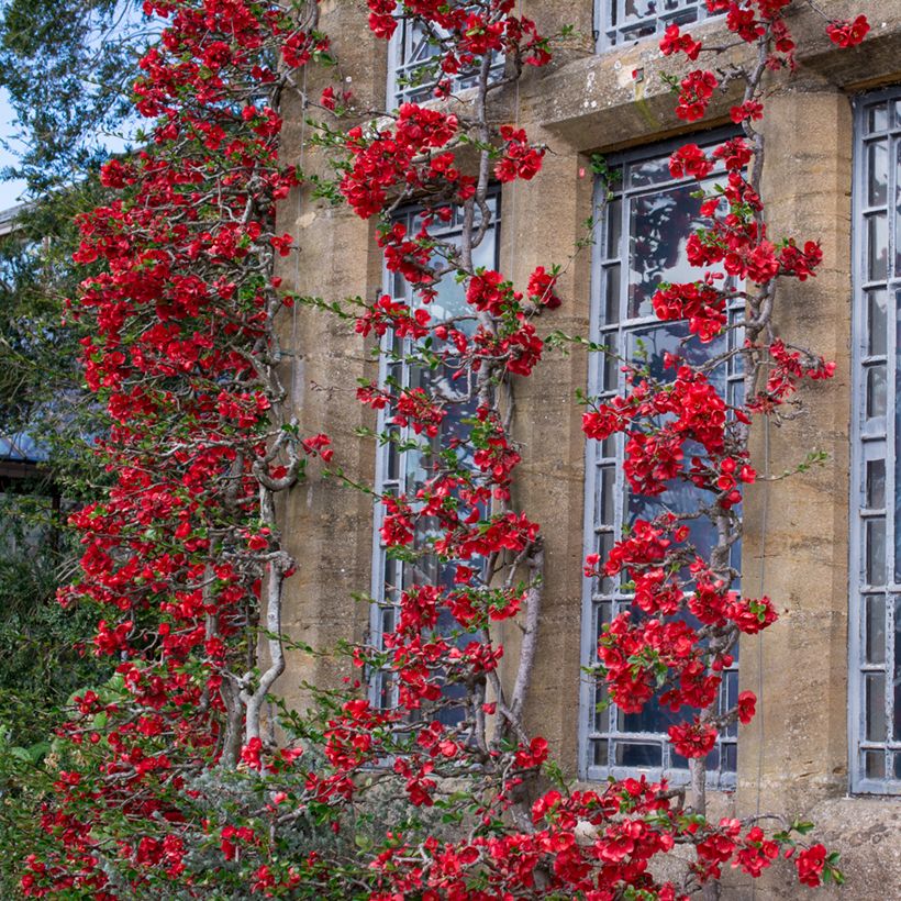 Chaenomeles japonica - Flowering Quince (Plant habit)