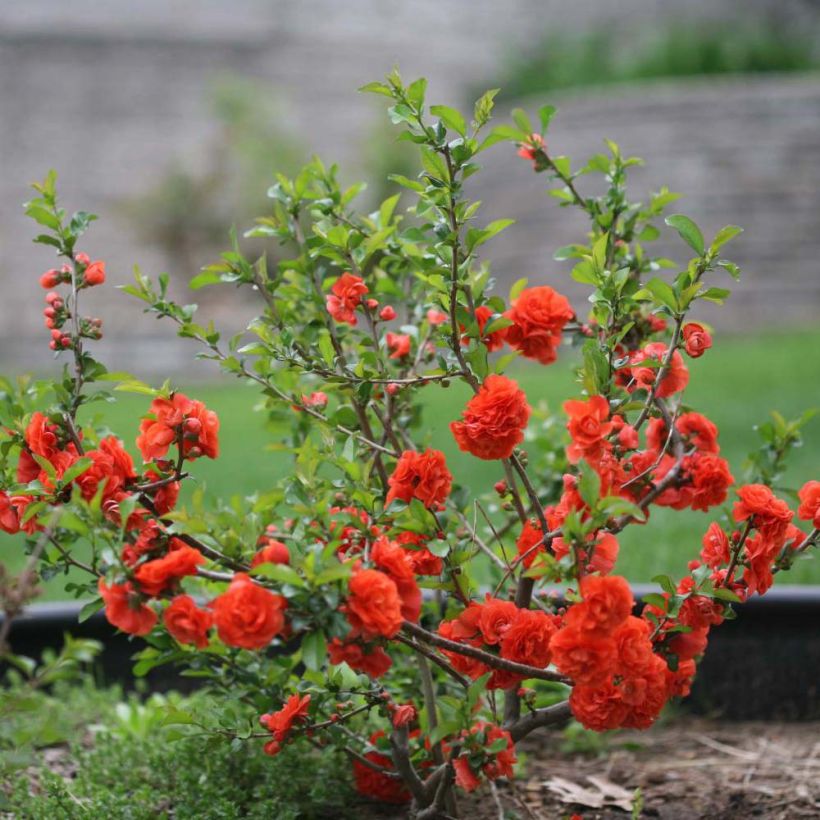 Chaenomeles speciosa Orange Storm - Flowering Quince (Plant habit)